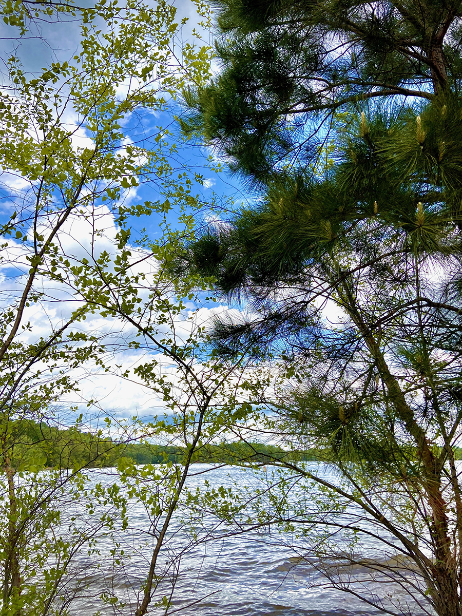 photo of trees and a lake